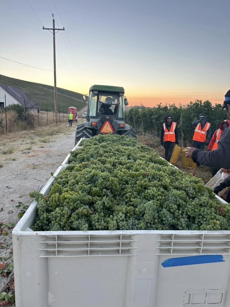 Wine harvest with Sol De Paso