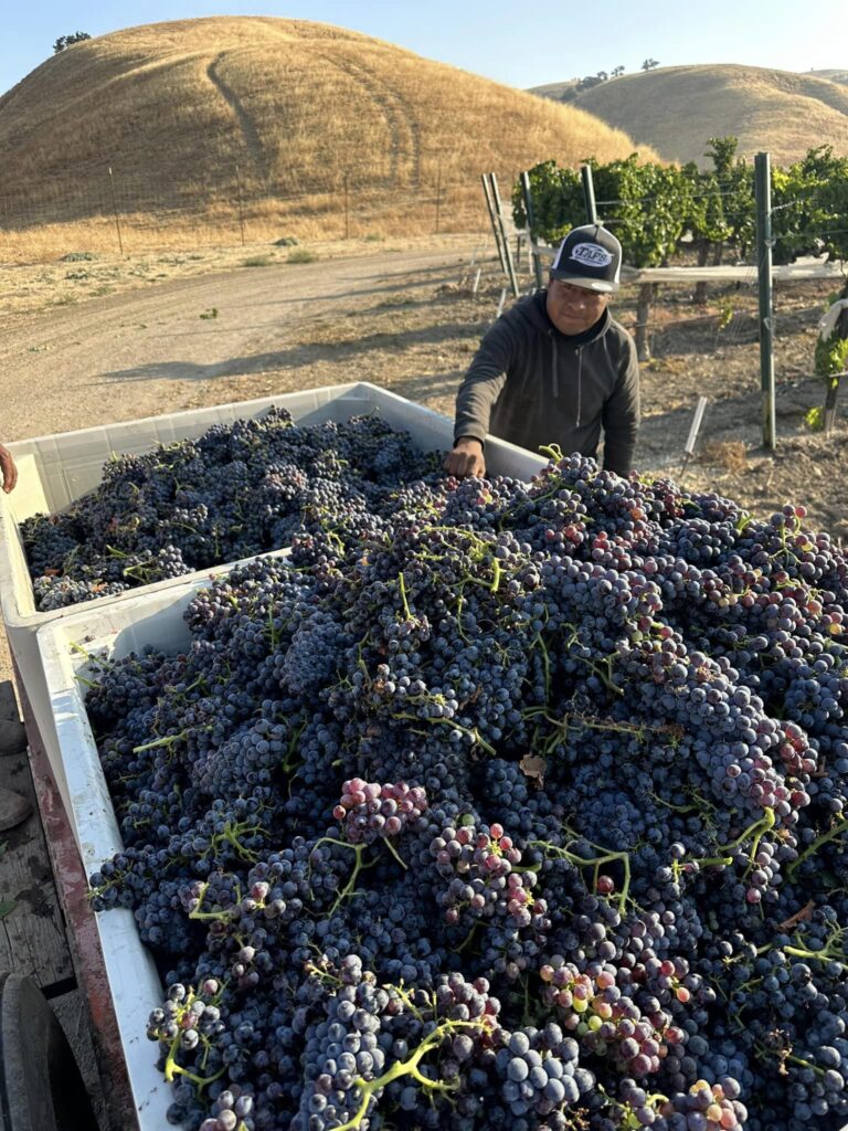 Paso Robles Wine Grapes