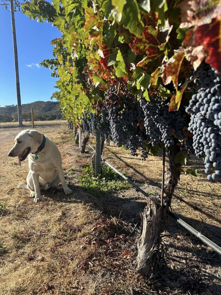 Dog in the Vines