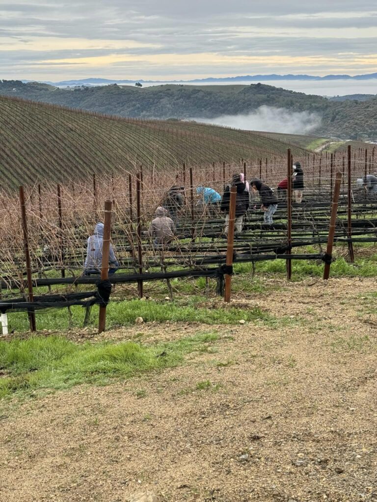 Team members working in the vineyard