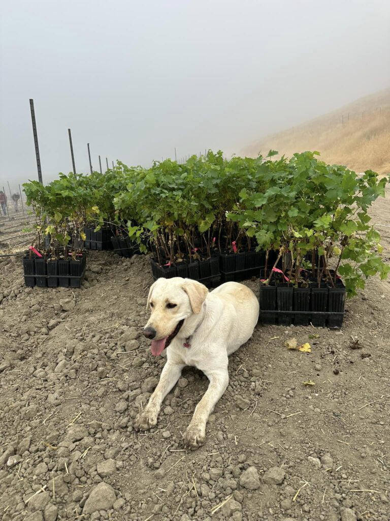 dog working in the vines